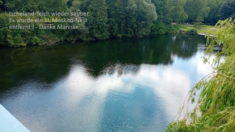 WBH Hagen beseitigte riesige Moskito Nest Brutflächen - Sanierung Ischelandteich 2026 in Hagen war erfolgreich