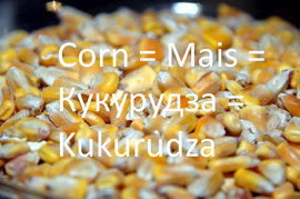 Corn = Mais = Кукурудза = Kukurudza
