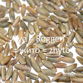 Rye = Roggen =  жито = zhyto
