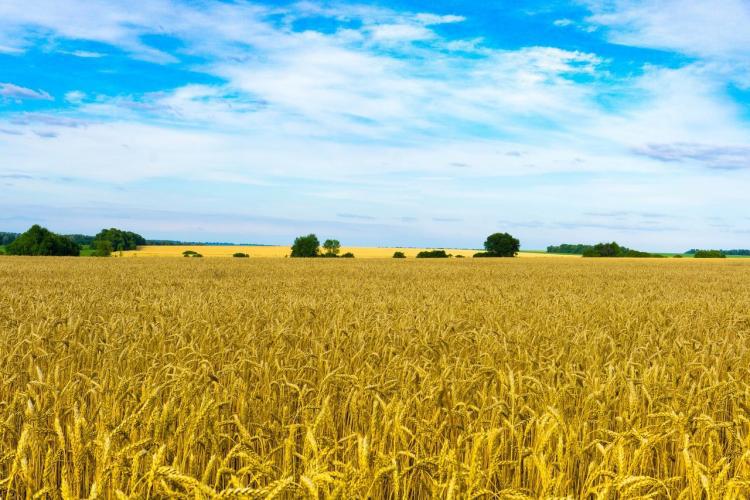 Weizen-Ernte Ukraine pro Jahr 44 Mio. Tonnen - Gesamt Ernte bis zu 100 Mio. Tonnen