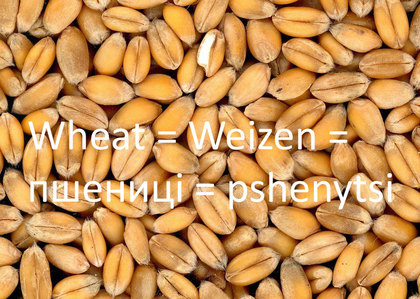 Wheat = Weizen = пшениці = pshenytsi