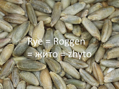 Rye = Roggen =  жито = zhyto