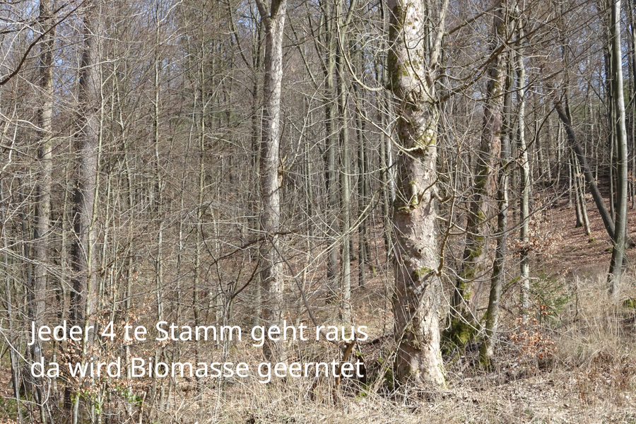 OB Rehbein Hagen will ein Nahwärmenetz mit Holz Hackschnitzel Heizung